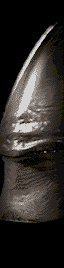 alienhead2.gif (24487 octets)